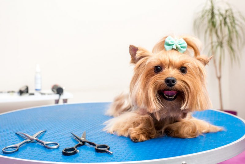 Dog getting groomed at Riverview Animal Clinic